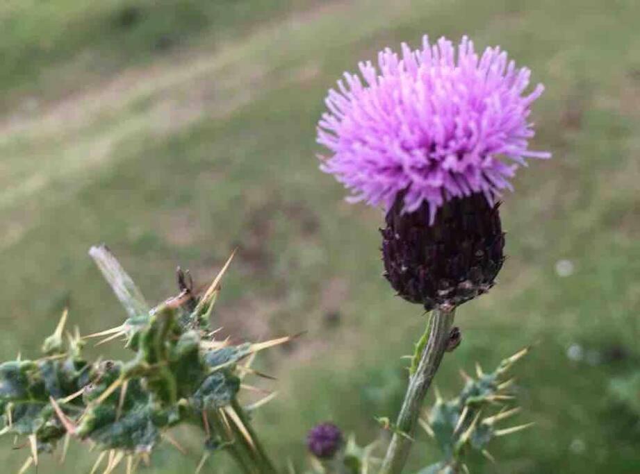 הוילה קלנדר Cragside מראה חיצוני תמונה